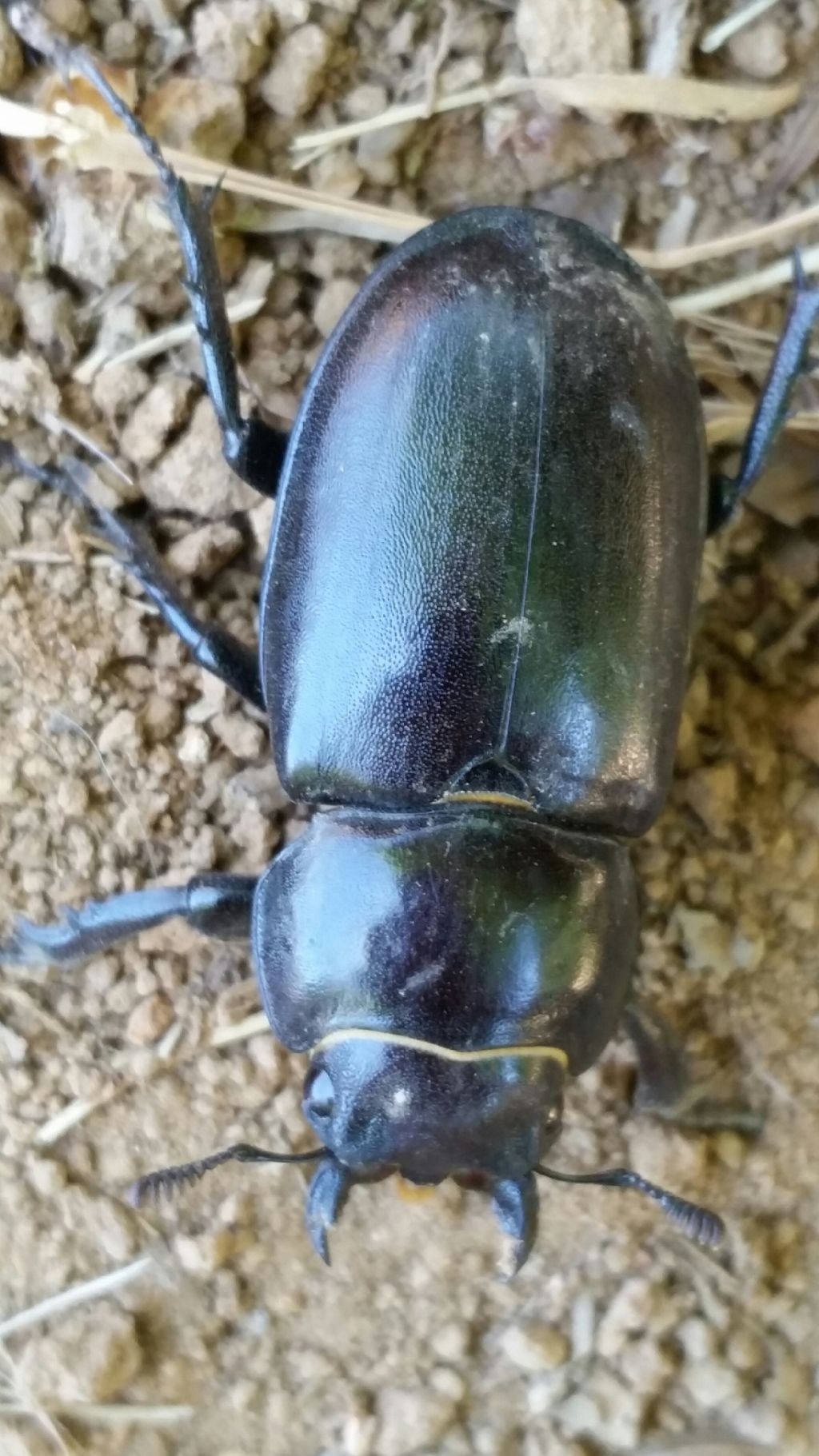 Lucanus tetraodon, femmina (Lucanidae)